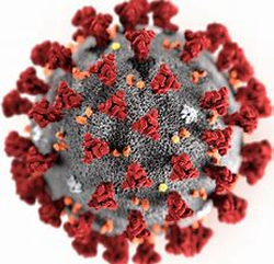 coronavirus